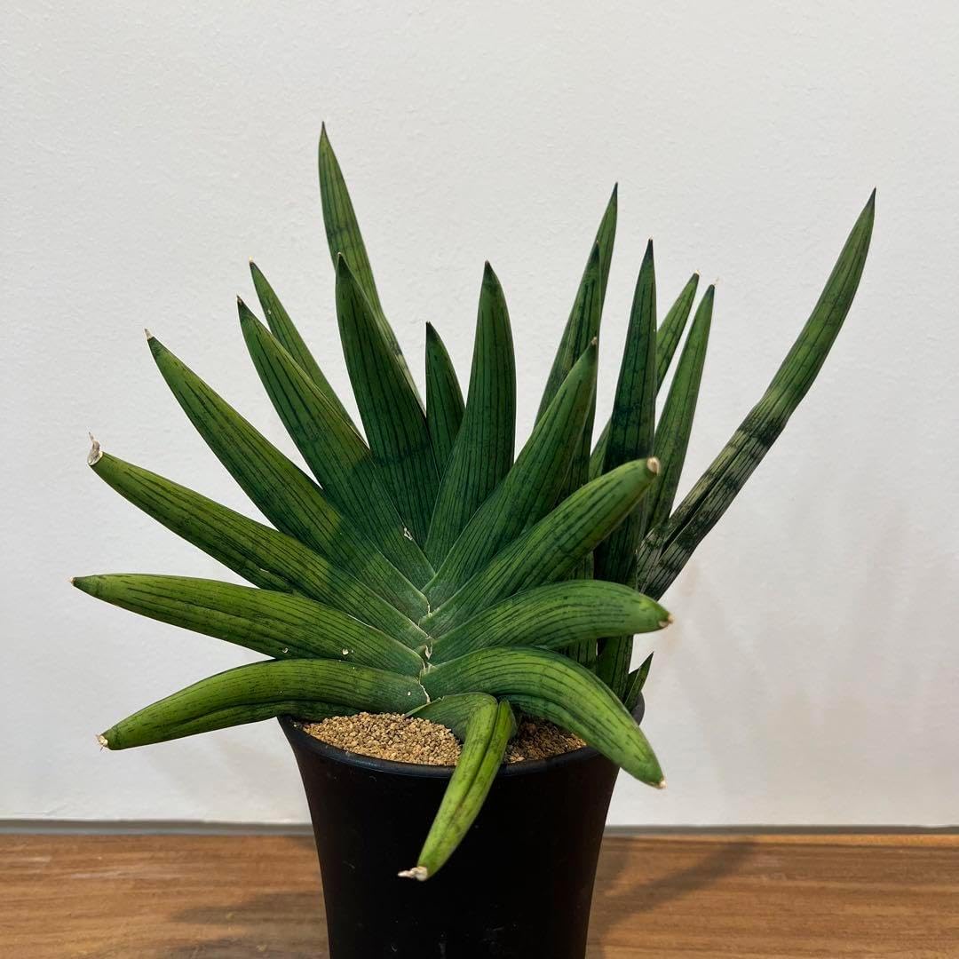 希少昇り龍ガジュマル 曲がり 8号鉢 風水植物 希少❗昇り龍ガジュマル